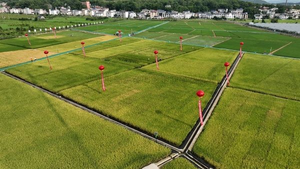 湘东区现代化制种基地，数智赋能让“赣鄱粮仓”更有底气！